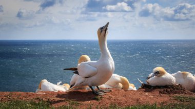 Gannet yaz Northsea Almanya