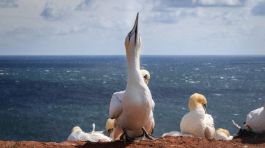 Gannet yaz Northsea Almanya
