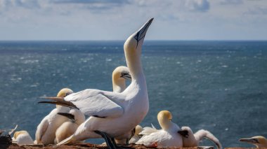 Gannet yaz Northsea Almanya