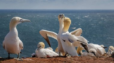 Gannet yaz Northsea Almanya