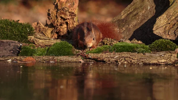 冬天的红松鼠 — 图库照片