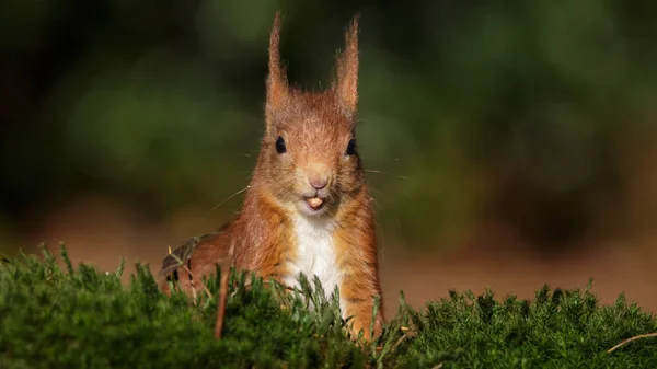 冬天的红松鼠 — 图库照片