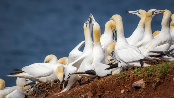 Verão Gannet Northsea Alemanha — Fotografia de Stock