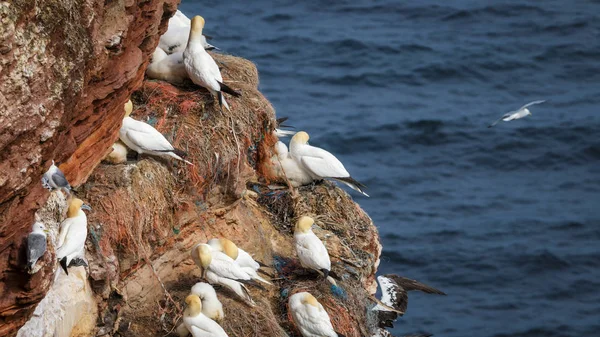 Gannet Verano Northsea Alemania —  Fotos de Stock