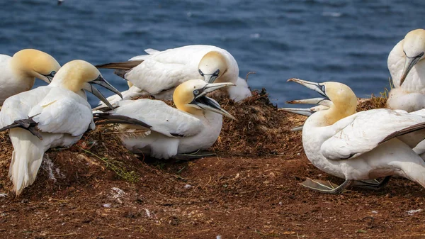 Verão Gannet Northsea Alemanha — Fotografia de Stock