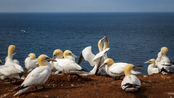 Gannet Verano Northsea Alemania —  Fotos de Stock