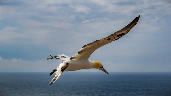 Verão Gannet Northsea Alemanha — Fotografia de Stock