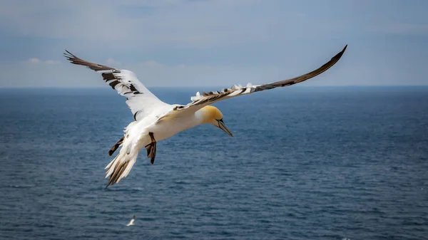 Basstölpel Sommer Nordsee Deutschland — Stockfoto