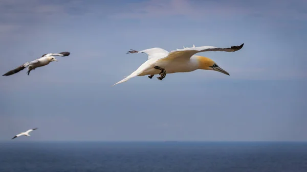 Gannet Verano Northsea Alemania —  Fotos de Stock