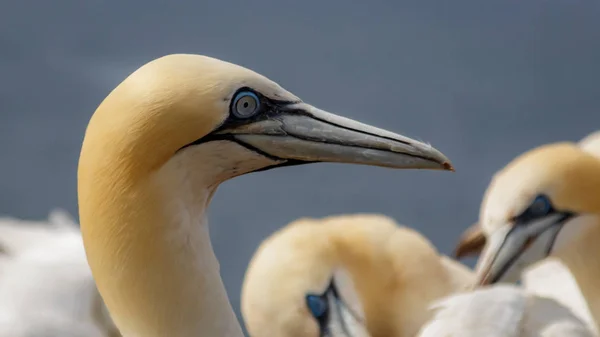 Gannet Verano Northsea Alemania —  Fotos de Stock