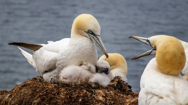 Verão Gannet Northsea Alemanha — Fotografia de Stock