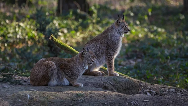 Lynx Bossen Duitsland Stockfoto