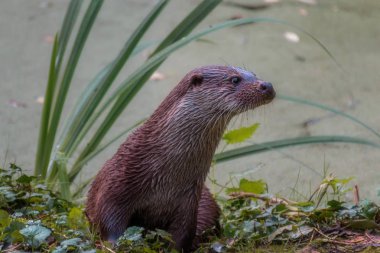 Avrupa balık su samuru potrait