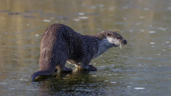 Europeiska Fisk Otter Närbild — Stockfoto