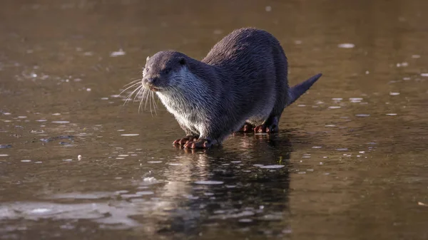 European Fish Otter Close — Stock Photo, Image