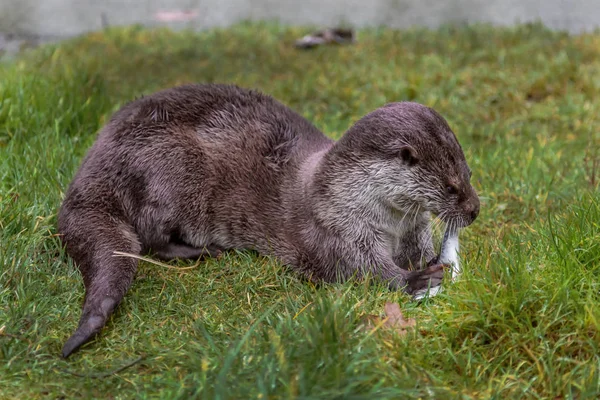 Gros Plan Sur Loutre Poisson Européenne — Photo