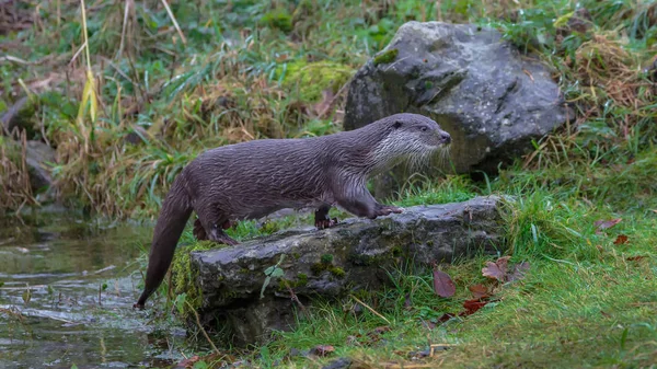 Europese Vis Otter Potrait — Stockfoto