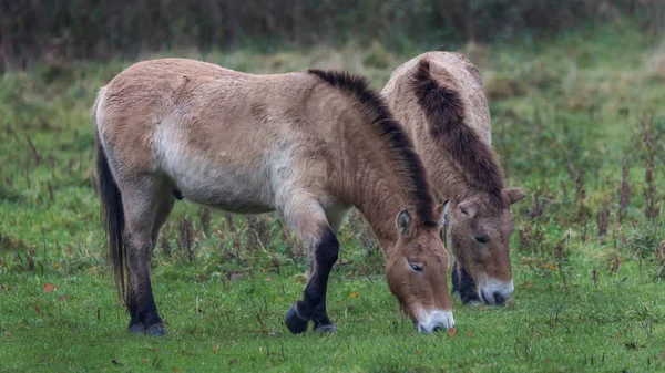 Chevaux Przewalski Dans Les Champs — Photo