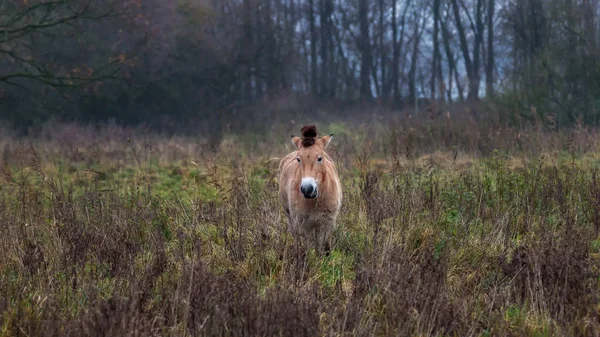 Cavalos Przewalski Campo — Fotografia de Stock