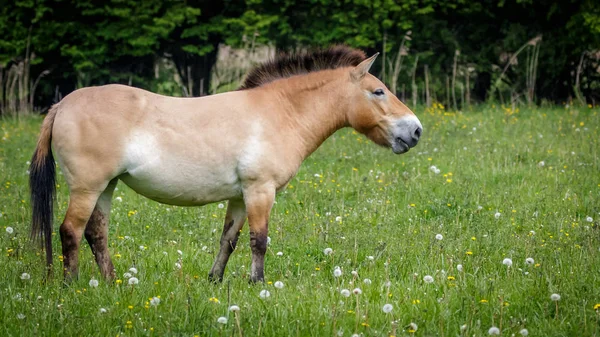 Пржевальские Лошади Поле — стоковое фото