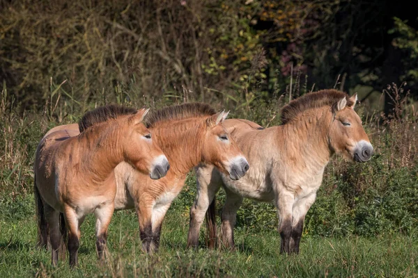 Koně Převalského Poli — Stock fotografie