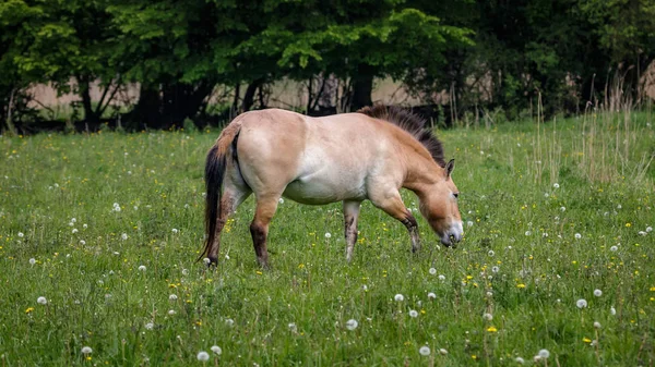Przewalski Horses Field — Stock Photo, Image