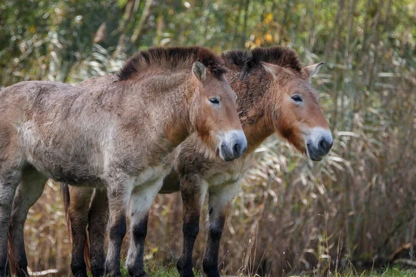 Cavalos Przewalski Campo — Fotografia de Stock