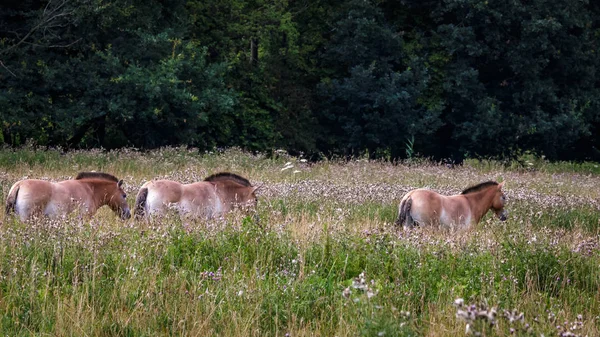 Cavalos Przewalski Campo — Fotografia de Stock