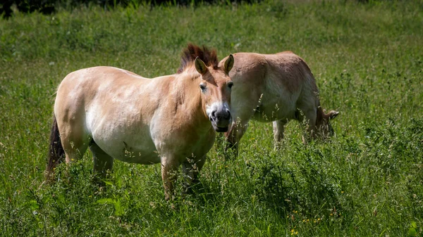 Przewalski Hästar Fältet — Stockfoto