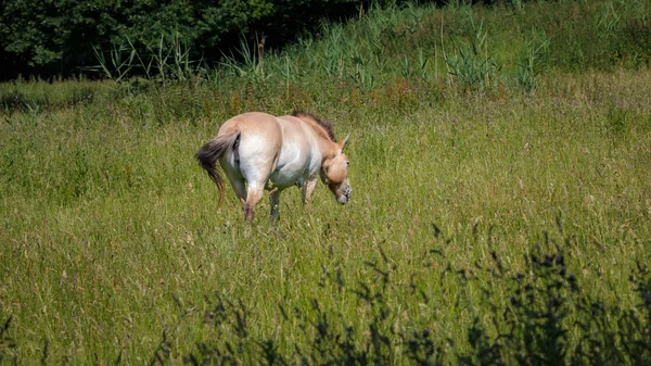 Przewalski Hästar Fältet — Stockfoto