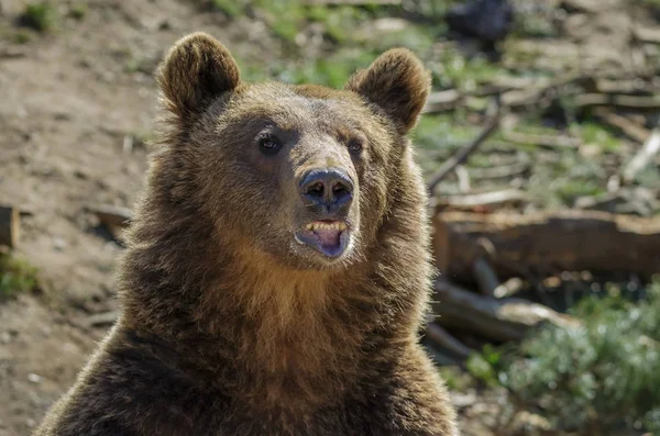 European Brown Bear Winter — Stock Photo, Image