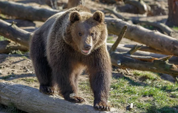 Europese Bruine Beer Winter Rechtenvrije Stockafbeeldingen