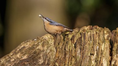 Sıvacı kuşu kuş kış