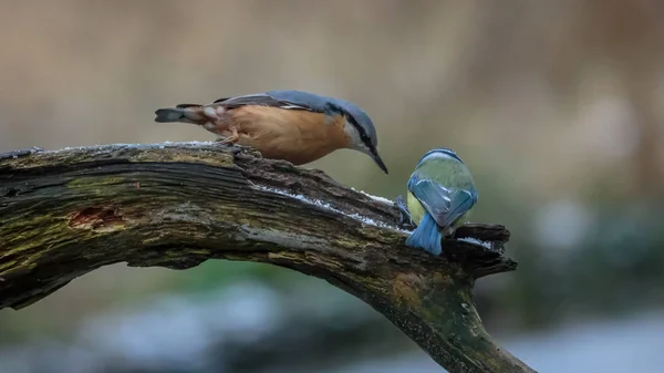 冬にゴジュウカラ科の鳥 — ストック写真