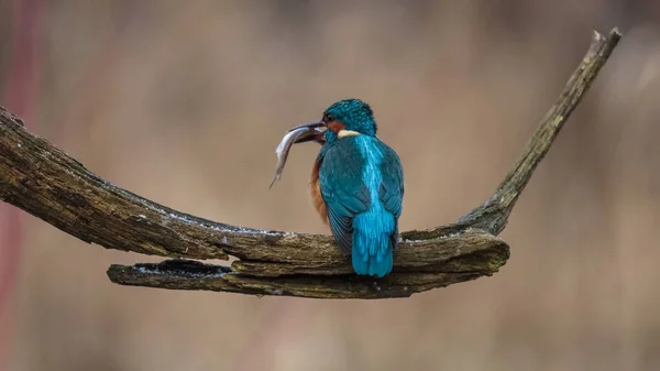 Kingfisher Ptáka Zimě — Stock fotografie