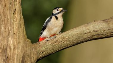 Büyük benekli ağaçkakan kuşu