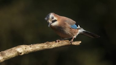 Jay kuş güneşli kış günü