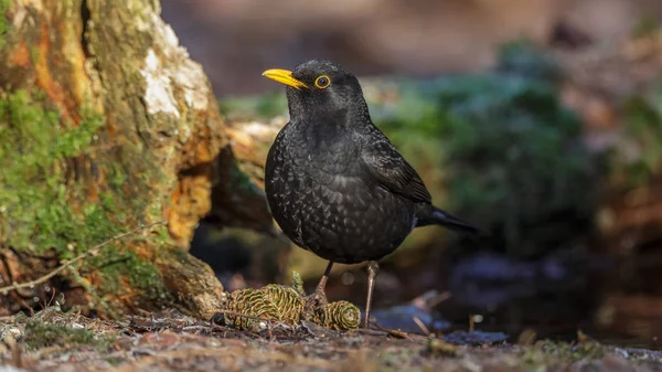 Blackbird Крупным Планом Лесу — стоковое фото