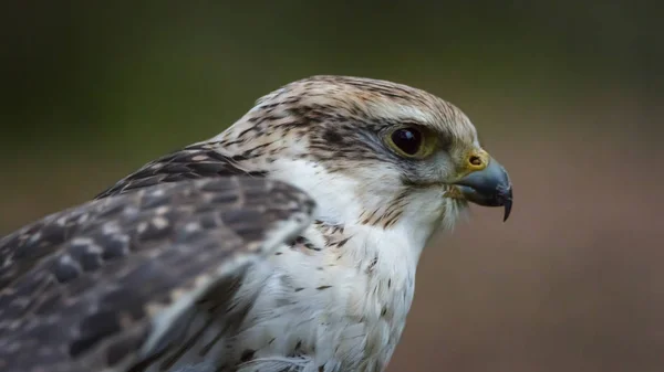 Gerfalcon Vogel Close Stockfoto