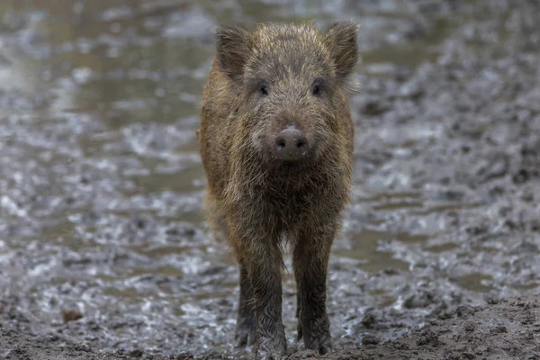 Young Wild Boar Våren — Stockfoto