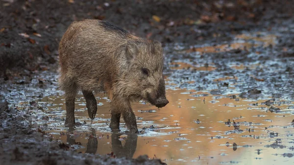 Jonge Wild Zwijn Voorjaar Rechtenvrije Stockfoto's