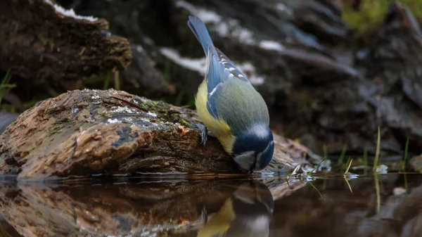 Bleu Sýkorka Pták Zimě — Stock fotografie