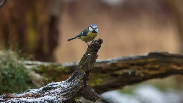 Bleu Sýkorka Pták Zimě — Stock fotografie