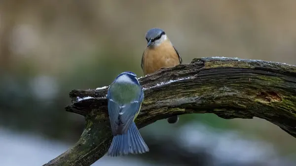 Nuthatch Bleu Tit Bird — Stock fotografie