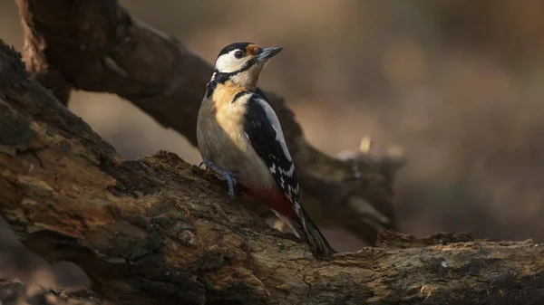 Grote Bonte Specht Bos Stockafbeelding