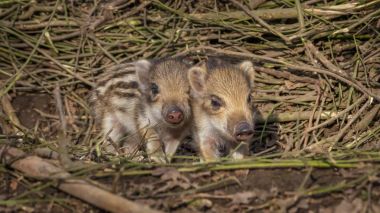 Young wild Boar in forrest clipart