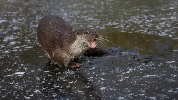 Otter Pesce Europeo Lutra Lutra — Foto Stock