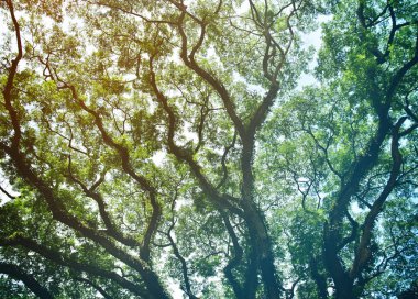Doğa yeşil ahşap güneş ışığı arka planı.