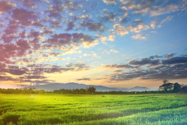 Bulutlu gökyüzü ve çimenlerin arkaplanı
