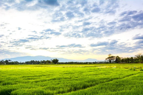 Image Green Grass Field Bright Blue Sky — Stock Photo, Image